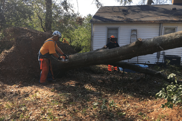 IBDR chainsaw volunteers